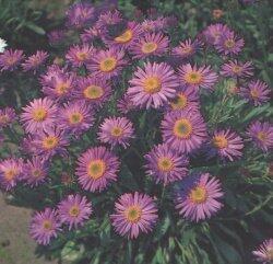 Купить оптом в Ботанике семена Астра Альпийская ССО бренд Сортсемовощ