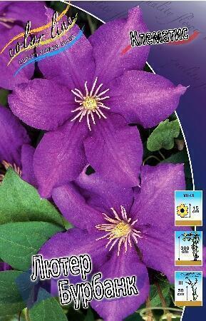Купить оптом в Ботанике Клематис Лютер Бурбанк 25 шт