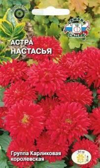 Купить оптом в Ботанике семена Астра Настасья Сед бренд СеДеК