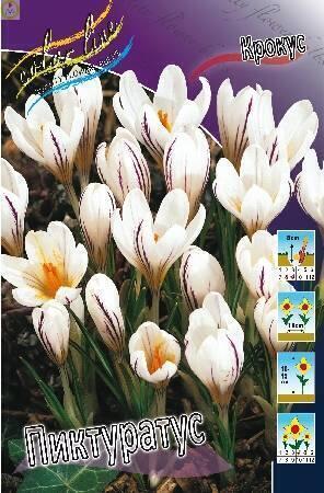 Купить оптом в Ботанике Крокус Пиктуратус 7шт