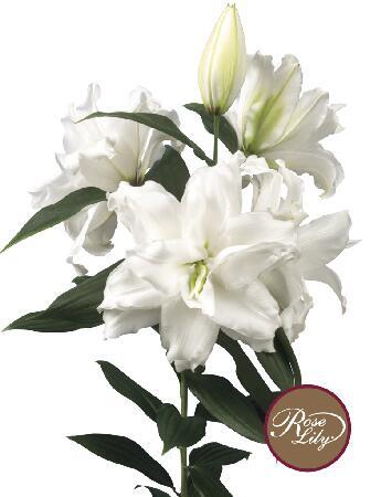 Купить оптом в Ботанике Лилия Памела 5 шт