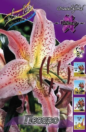 Купить оптом в Ботанике Лилия Песаро 7 шт