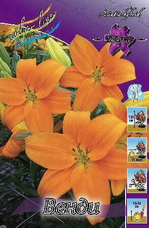 Купить оптом в Ботанике Лилия Виртуозо 7 шт