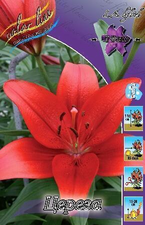 Купить оптом в Ботанике Лилия Цереза 10 шт