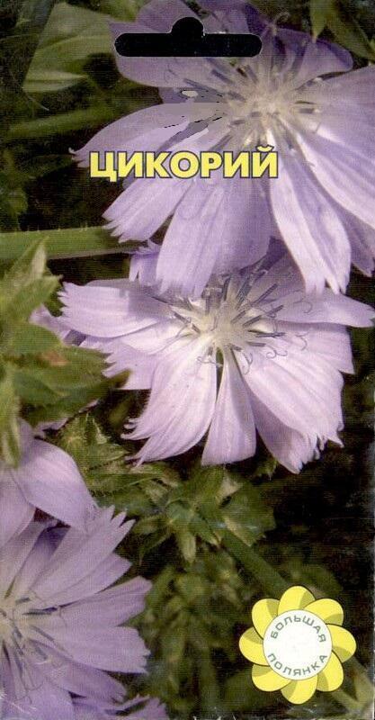 Купить оптом в Ботанике семена Цикорий УУ бренд Урожай Удачи