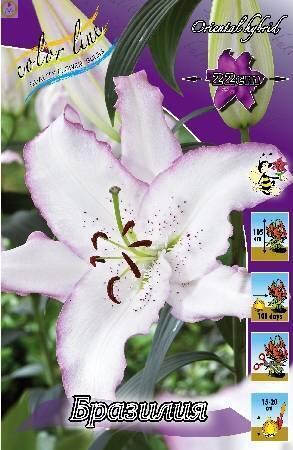 Купить оптом в Ботанике Лилия Бразилия 18/20 5шт