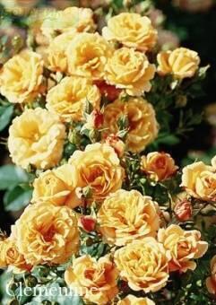 Купить оптом в Ботанике Роза Клементина 1 шт миниатюрная