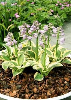 Купить оптом в Ботанике Хоста Майти Маус 1 шт