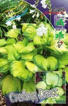 Купить оптом в Ботанике Хоста Стейнд Гласс 1 шт