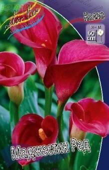 Купить оптом в Ботанике Калла Маджестик Ред 2 шт