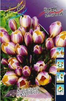 Купить оптом в Ботанике Крокус Адванс 10 шт