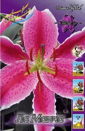 Купить оптом в Ботанике Лилия Ла Манча 10 шт