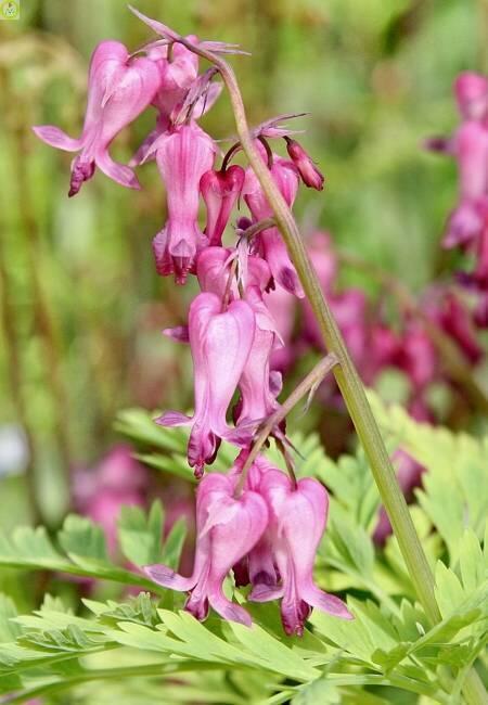 Купить оптом в Ботанике семена Дицентра Исключительная Аэл бренд Аэлита