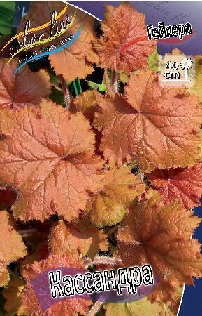 Купить оптом в Ботанике Гейхера Кассандра 1 шт