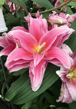 Купить оптом в Ботанике Лилия Хуанита 5 шт