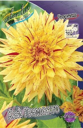 Купить оптом в Ботанике Георгина Хай Пименто 1 шт кактусовые