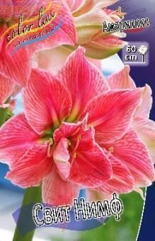 Купить оптом в Ботанике Амариллис Свит Нимф 1 шт