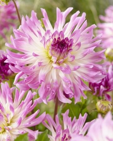 Купить оптом в Ботанике Георгина Болд Аксент 1 шт кактусовые