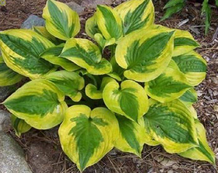 Купить оптом в Ботанике Хоста Саммер Ловин 25 шт