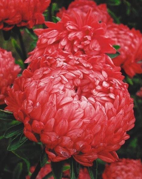 Купить оптом в Ботанике семена Астра Сердце Франции Акв бренд Акварель