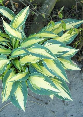 Купить оптом в Ботанике Хоста Пати Поппер 1 шт