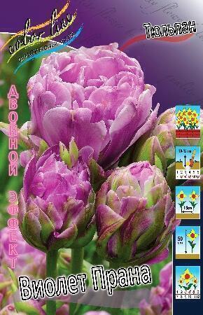 Купить оптом в Ботанике Тюльпан Виолет Прана 7 шт