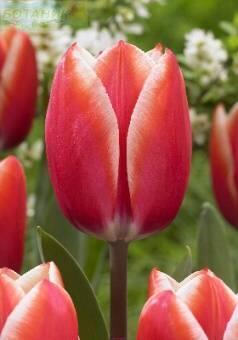 Купить оптом в Ботанике Тюльпан Келли 10 шт