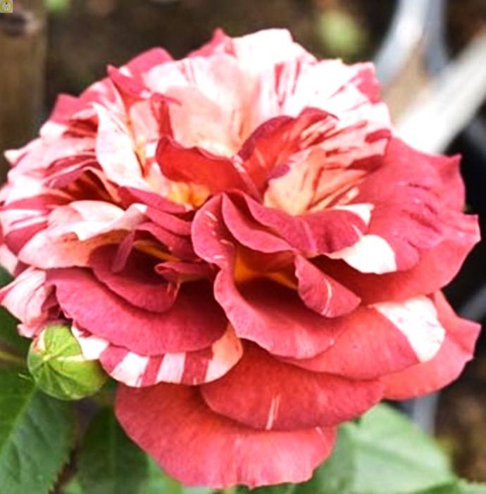 Купить оптом в Ботанике Роза Посейдон 1 шт плетистая