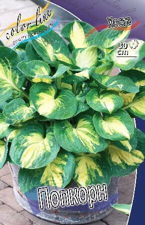Купить оптом в Ботанике Хоста Попкорн 1 шт