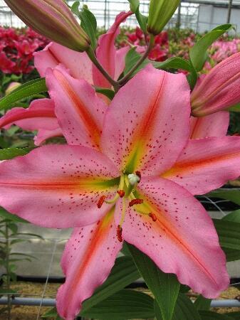 Купить оптом в Ботанике Лилия Циркус 7 шт