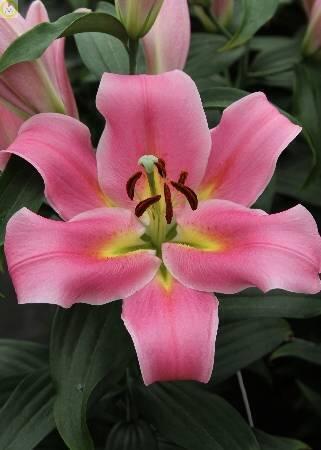 Купить оптом в Ботанике Лилия Диаманте 20/22 25шт