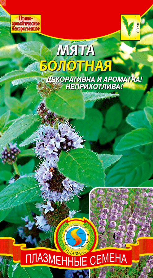 Купить оптом в Ботанике семена Мята Болотная Плз бренд Плазмас