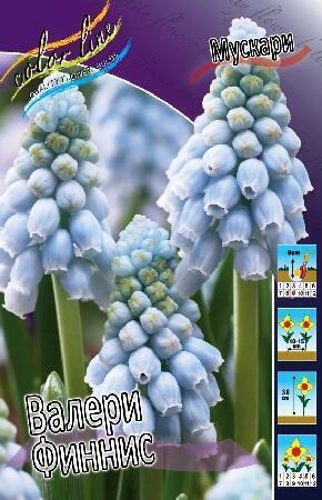 Купить оптом в Ботанике Мускари Валери Финнис 10 шт