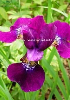 Купить оптом в Ботанике Ирис Хаббард 2 шт