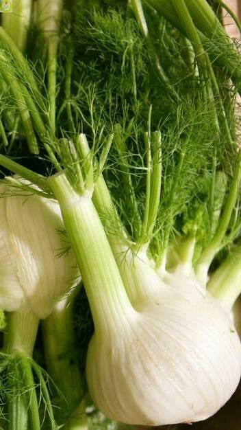 Купить оптом в Ботанике семена Фенхель Сопрано УД бренд Уральский дачник