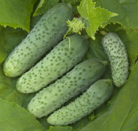 Огурец Кураж F1
