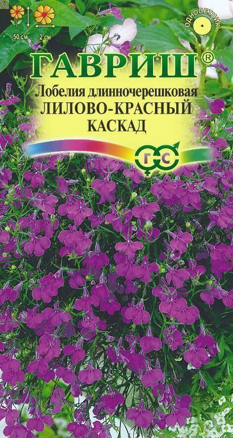 Купить оптом в Ботанике семена Лобелия Лилово-красный каскад Гав бренд Гавриш