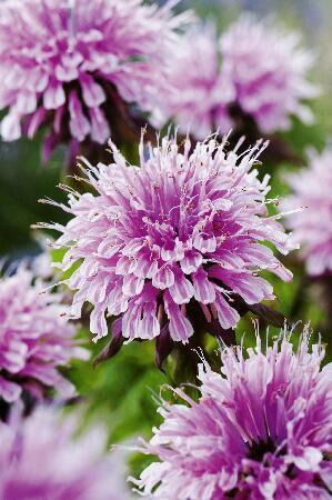 Купить оптом в Ботанике Монарда Крофтвэй Пинк 1 шт