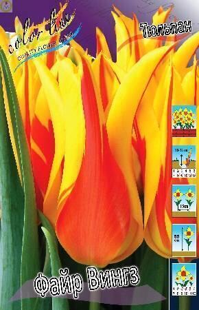 Купить оптом в Ботанике Тюльпан Файр Вингз 10 шт