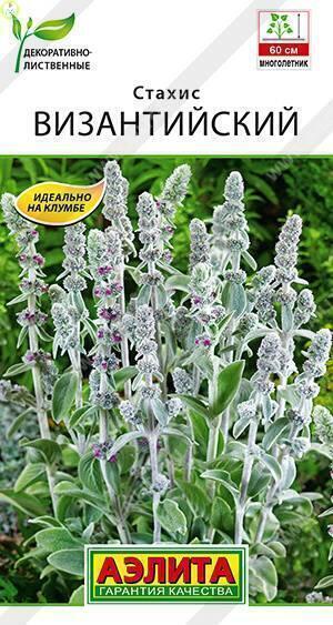 Купить оптом в Ботанике семена Стахис Византийский Аэл бренд Аэлита