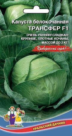 Купить оптом в Ботанике семена Капуста белокочанная Трансфер F1 УД бренд Уральский дачник