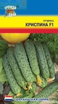 Купить оптом в Ботанике семена Огурец Криспина F1 УУ бренд Урожай Удачи