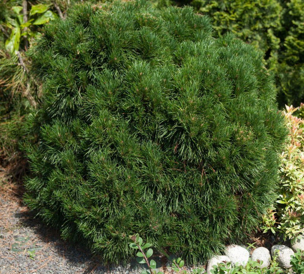 Купить оптом в Ботанике Сосна горная Варелла C3