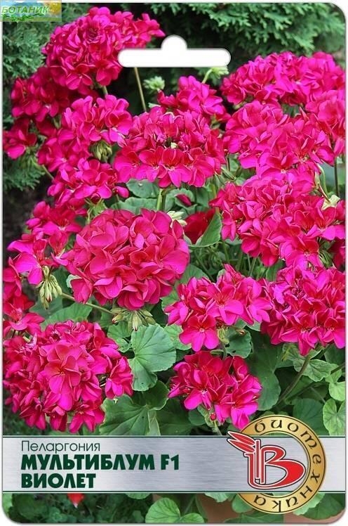 Купить оптом в Ботанике семена Пеларгония Мультиблум Виолет F1 Био бренд Биотехника