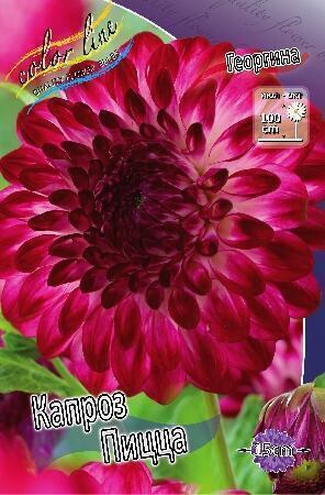 Купить оптом в Ботанике Георгина Капроз Пицца 1 шт декоративные