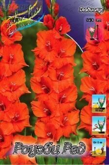 Купить оптом в Ботанике Гладиолус Роузби Ред 10 шт