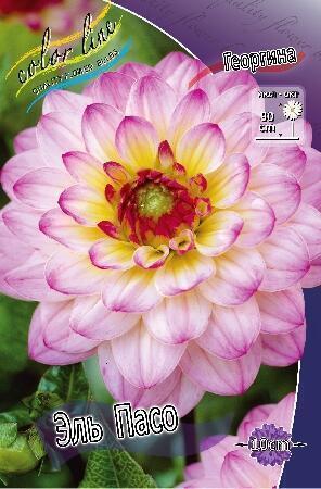 Купить оптом в Ботанике Георгина Эль Пасо 1 шт шаровидные