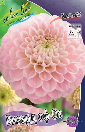 Купить оптом в Ботанике Георгина Визард Оф Оз 15 шт 