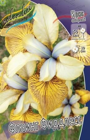 Купить оптом в Ботанике Ирис Флаинг Фиддлесс 2