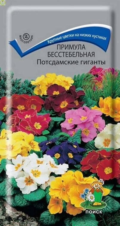 Купить оптом в Ботанике семена Примула бесстебельная Потсдамские гиганты Поиск бренд Поиск